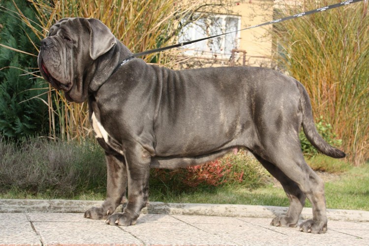 Кане Корсо собака