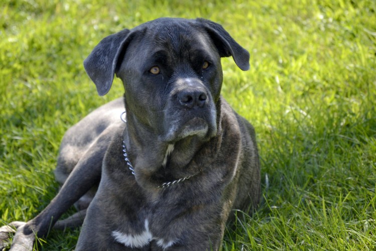 Порода собак ана Корса