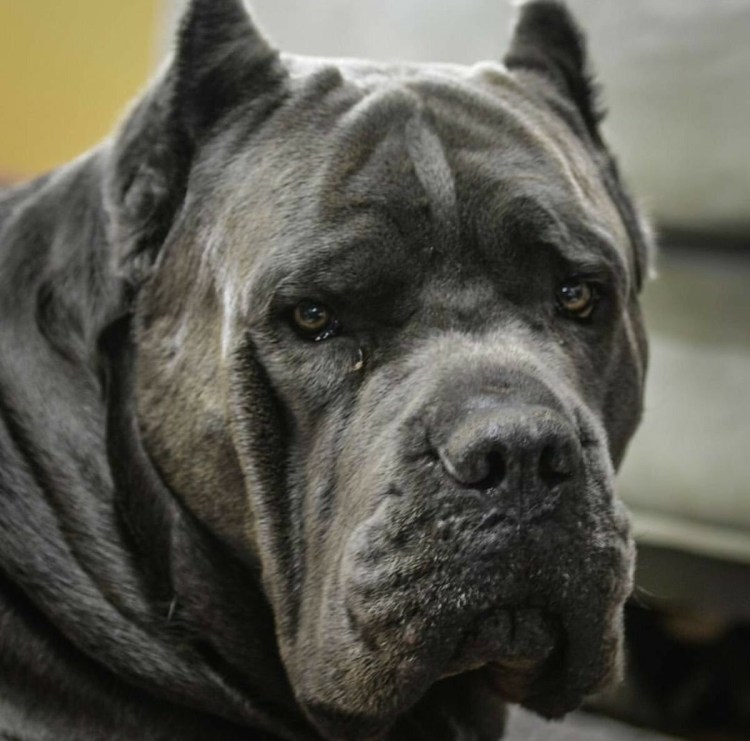 Мастино неаполитано