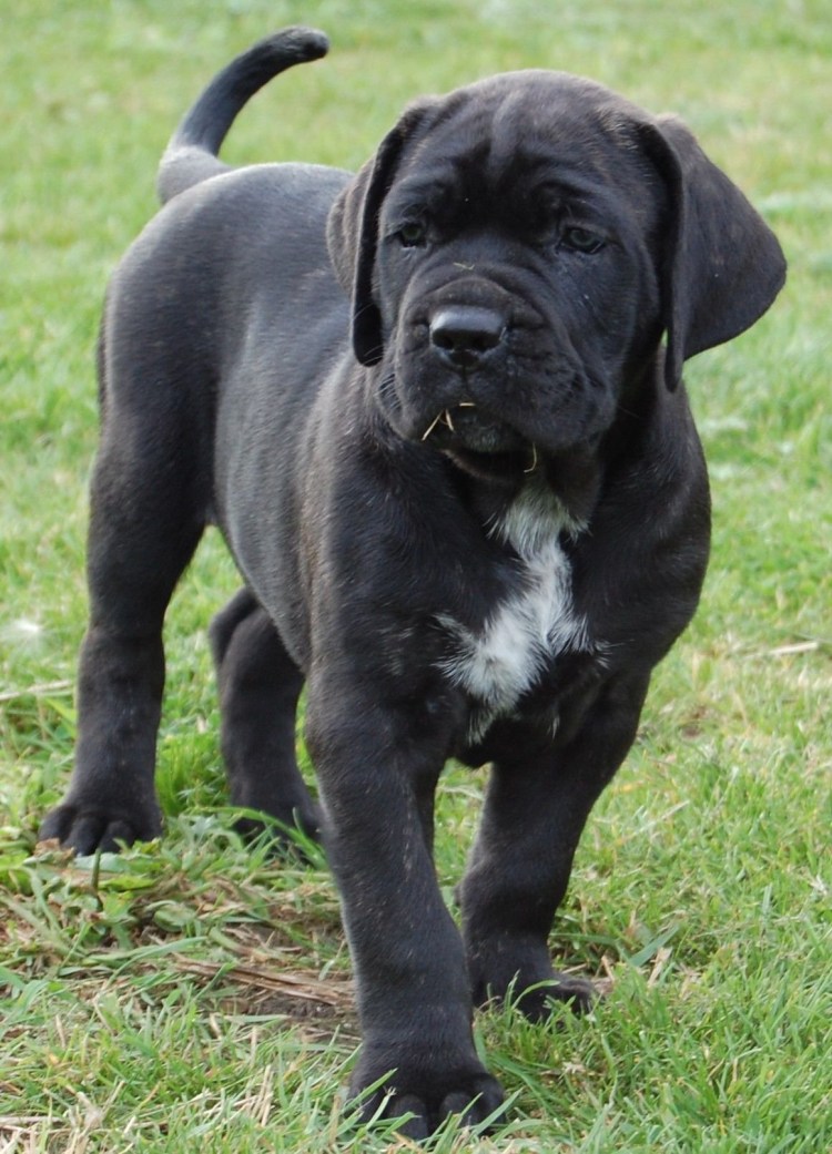 Мастино неаполитано