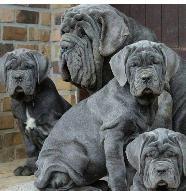 Кане Корсо собака