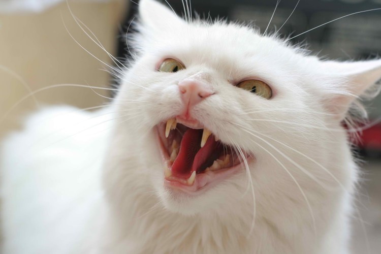 Злой белый котик