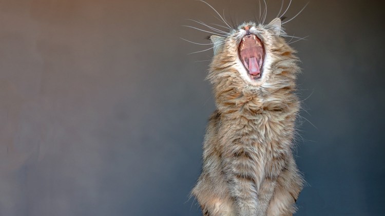 Котик зевает