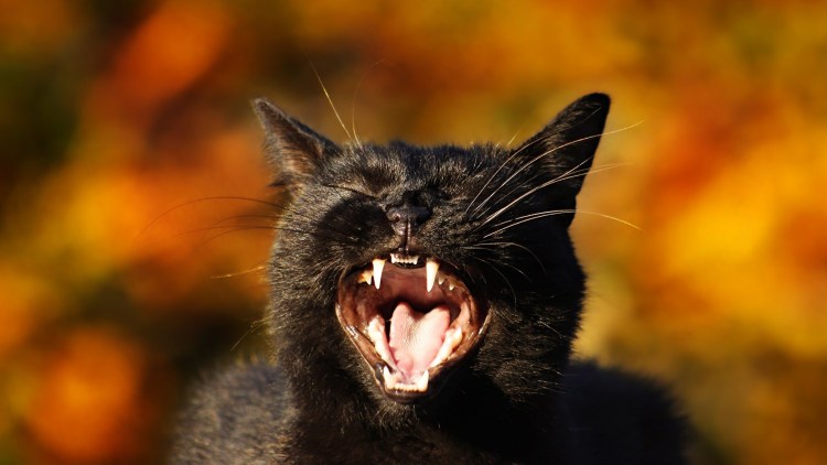Злая кошка