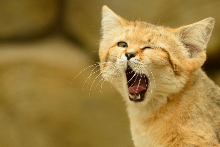 Барханный кот