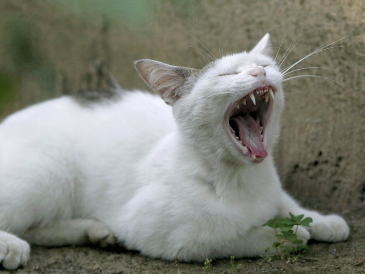 Кричащий кот