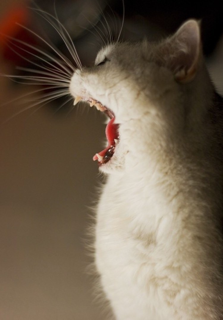 Кричащая кошка