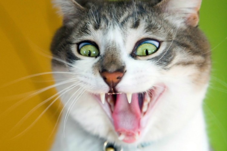 Котики смешные