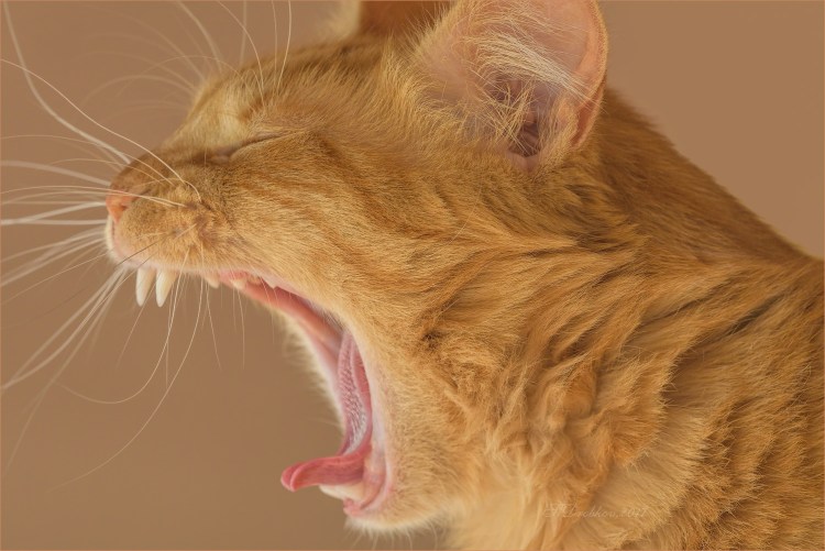 Рыжий кот зевает