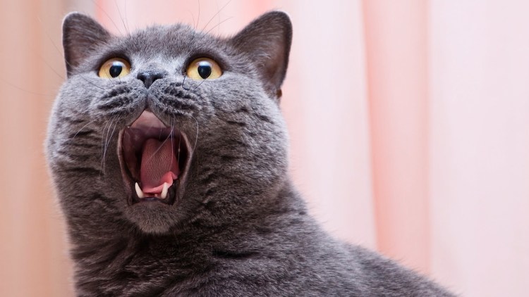 Смешной британский кот