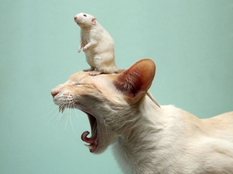 Кошка с крыской