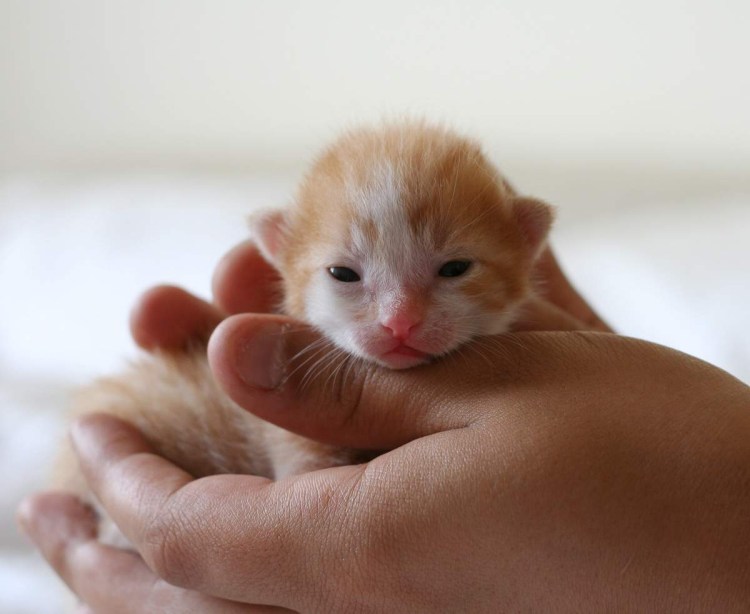 Очень маленькие котята