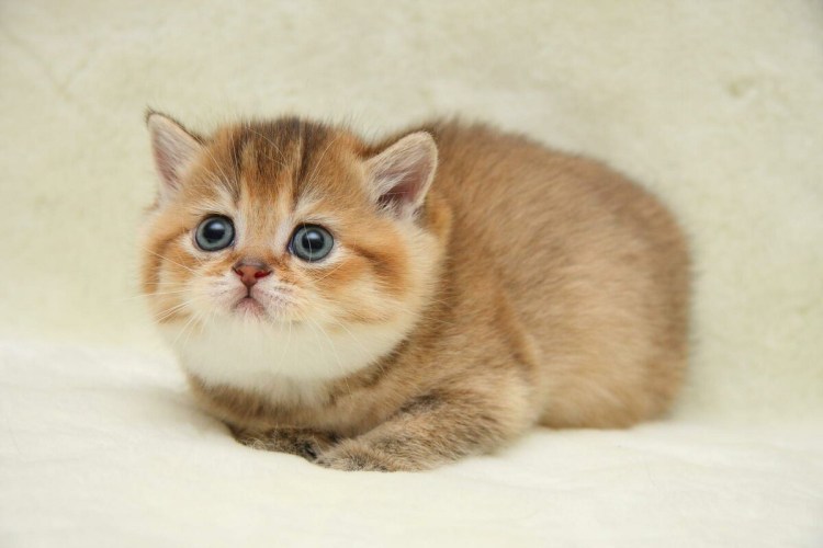 Маленькие котики