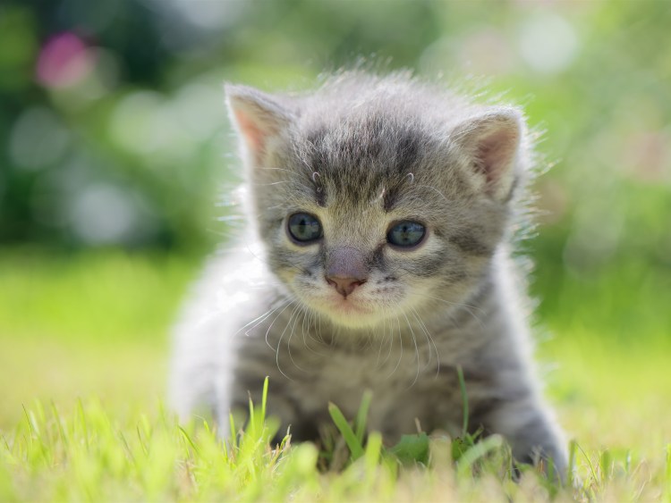 Маленькие котенки