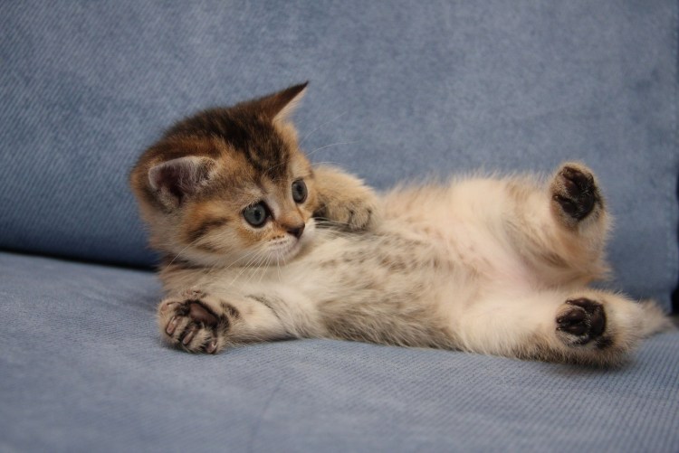 Котята милашки