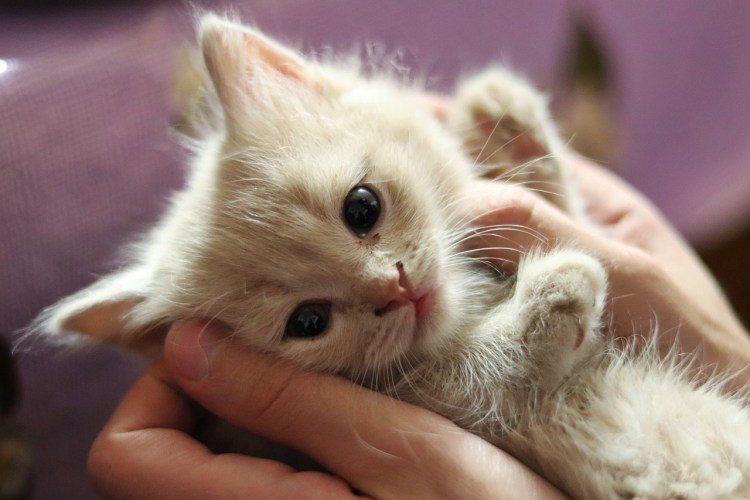 Милые котики