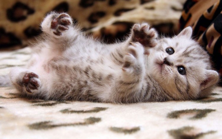 Забавные котята