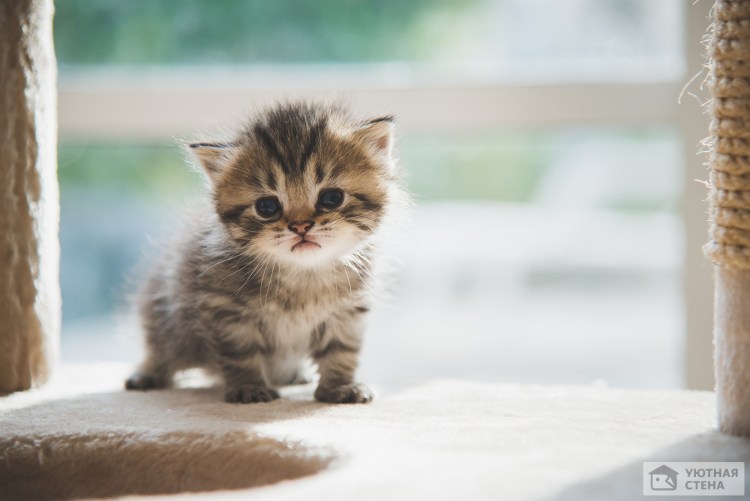 Маленький котик улыбается