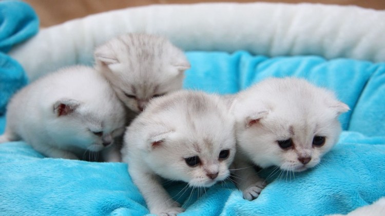 Милые котята