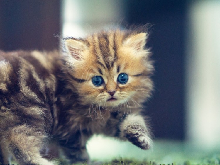 Маленькие котята пушистые