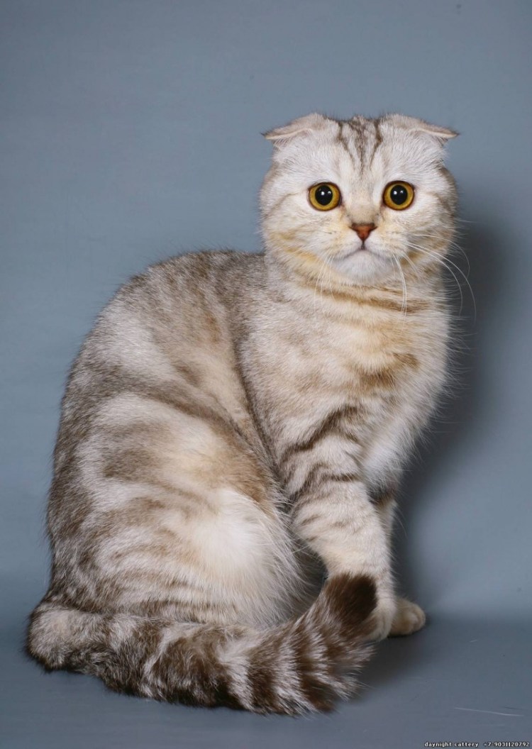 Шотландская вислоухая табби