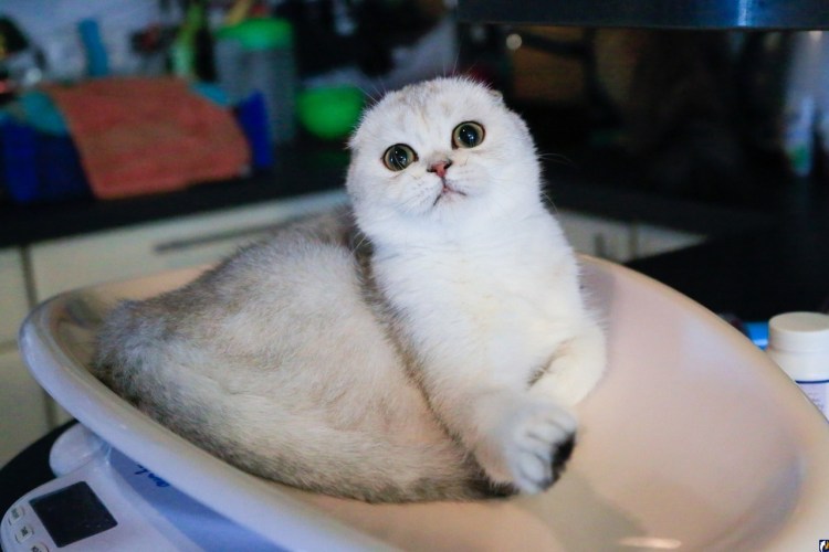 Первая Шотландская вислоухая кошка Сьюзи