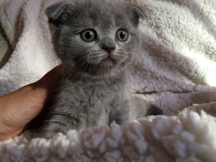 Шотландская вислоухая кошка