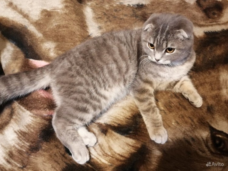 Шотландская вислоухая кошка трехцветная