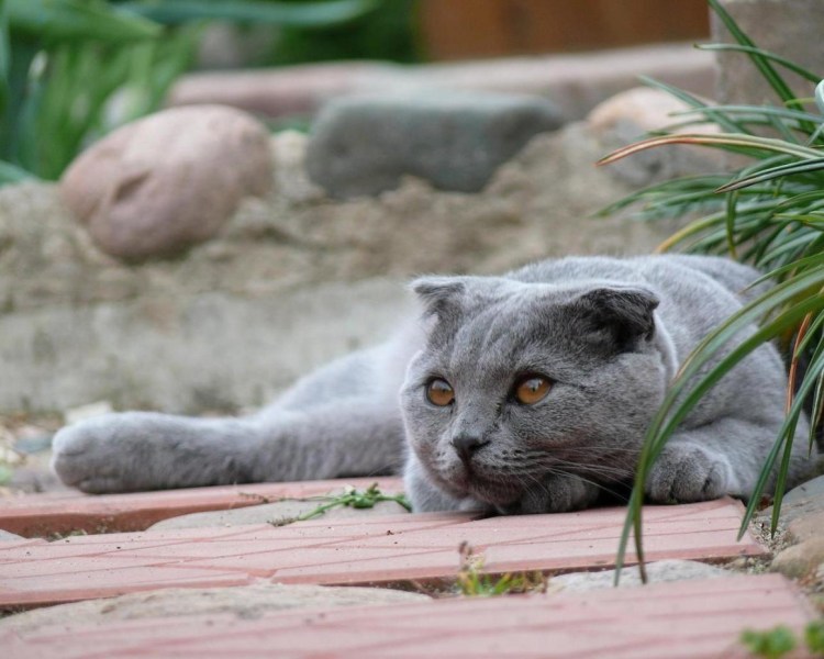 Скоттиш фолд белый