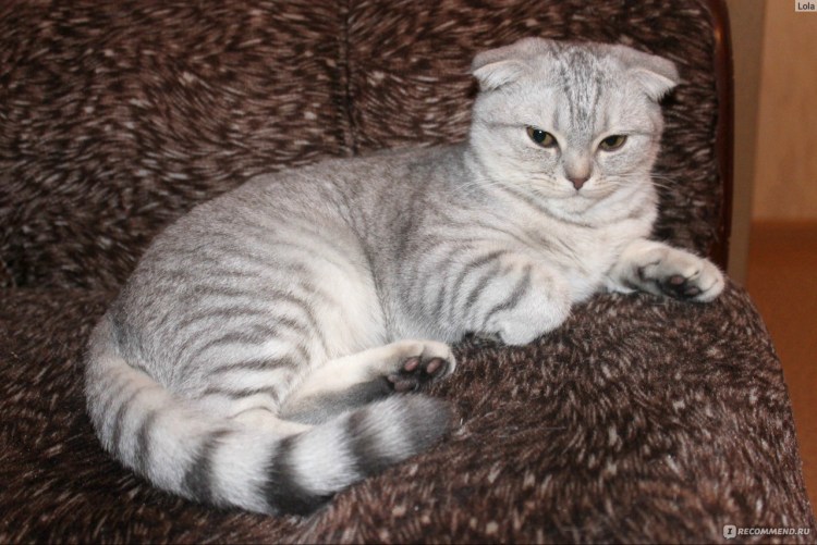Порода кошек Шотландская вислоухая