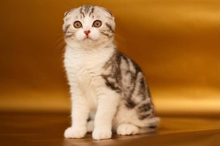 Шотландская вислоухая кошка