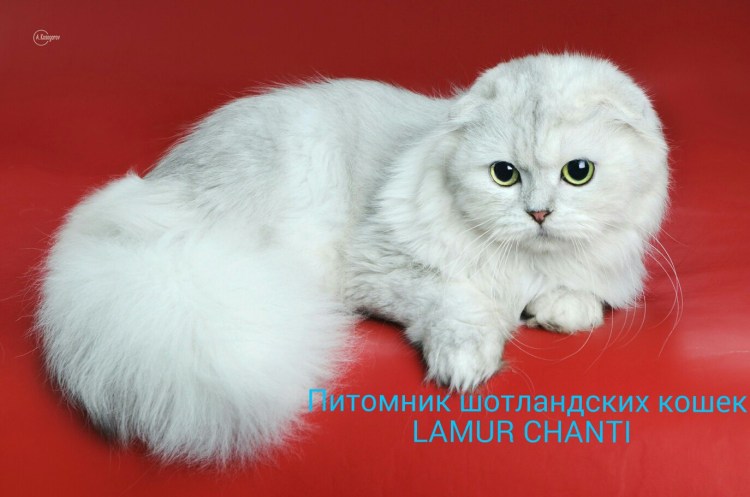 Шотландская вислоухая шиншилла