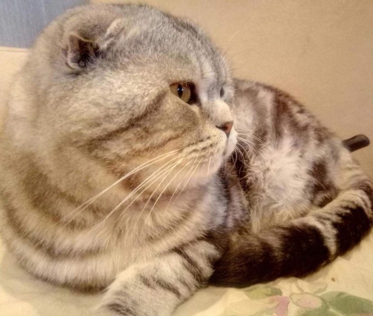 Шотландский вислоухий кот окраса камео