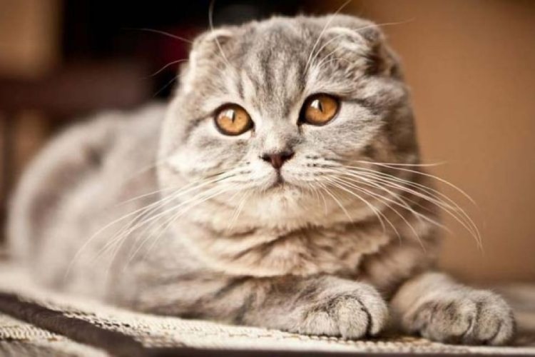 Порода скоттиш фолд