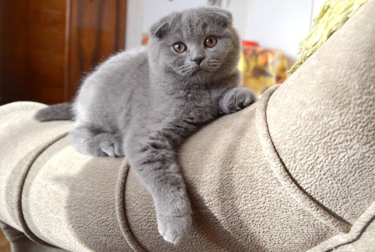 Серый вислоухий кот