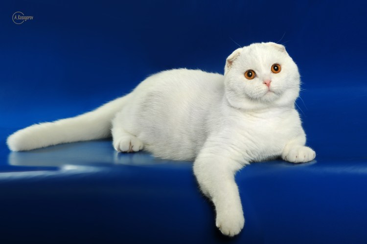 Кот шотландский карнавал