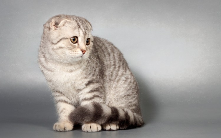 Скоттиш фолд камео