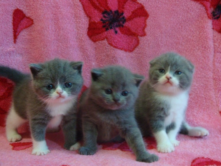 Шотландская вислоухая кошка пепельная