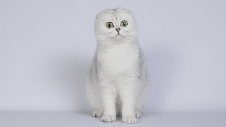 Скоттиш-фолд Шотландская вислоухая