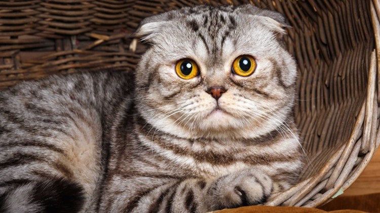 Шотландский вислоухий кот голубой