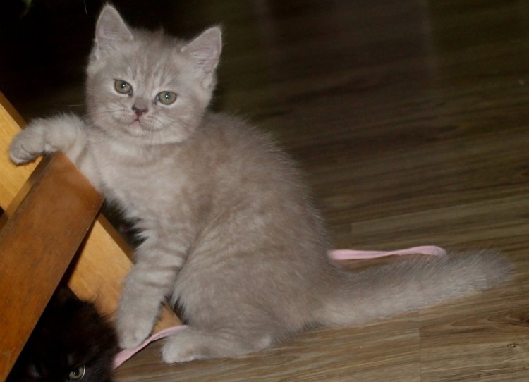 Шотландские скоттиш фолд и скоттиш страйт