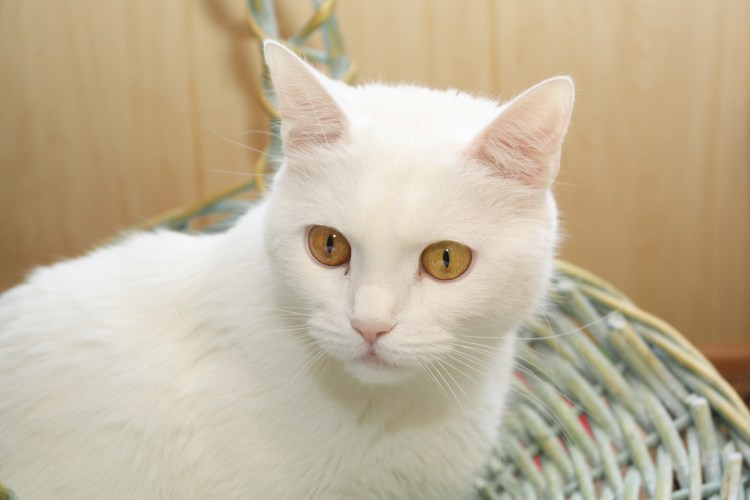 Шотландская вислоухая кошка