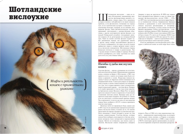 Шотландский кот вислоухий характер и повадки