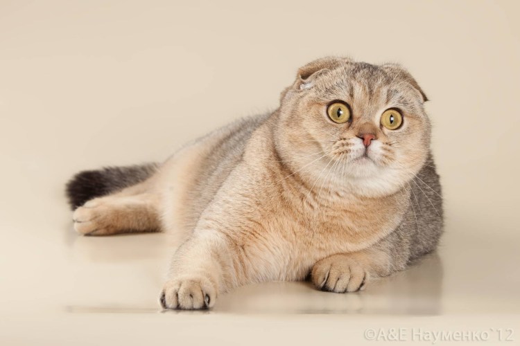 Кошка Сьюзи