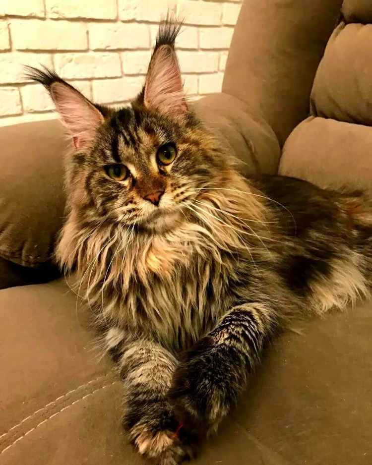 Большая кошка Мейн кун