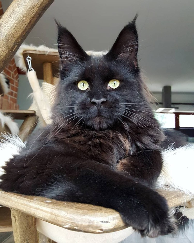 Американский Мейн кун