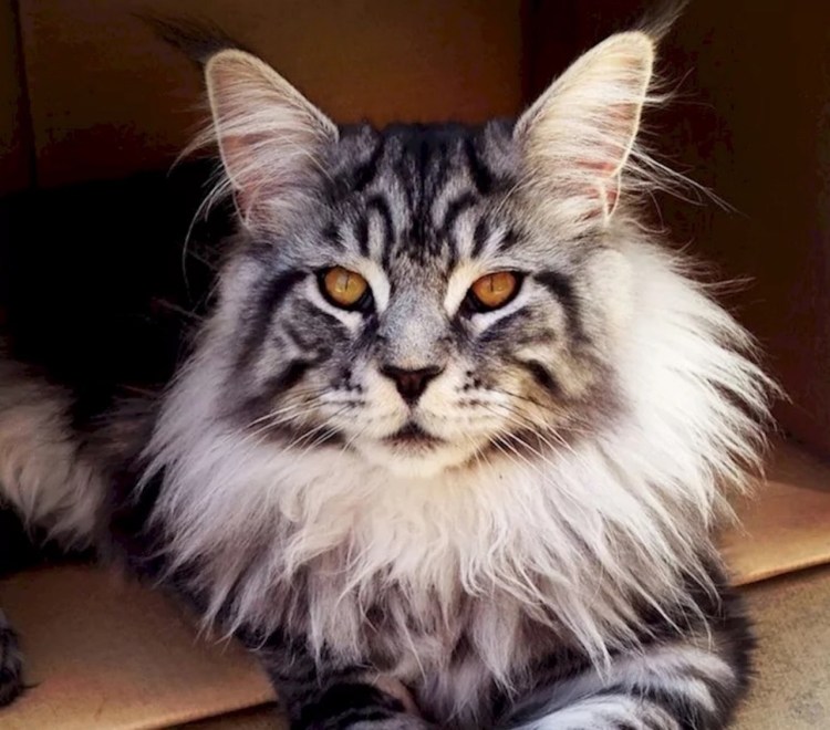 Мейн кун 16 кг