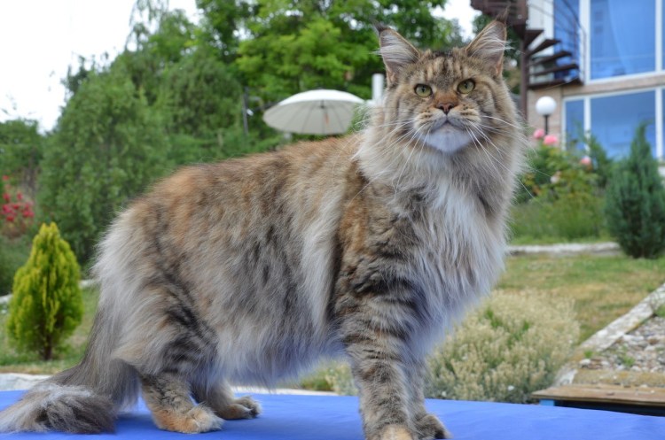 Взрослая кошка Мейн кун
