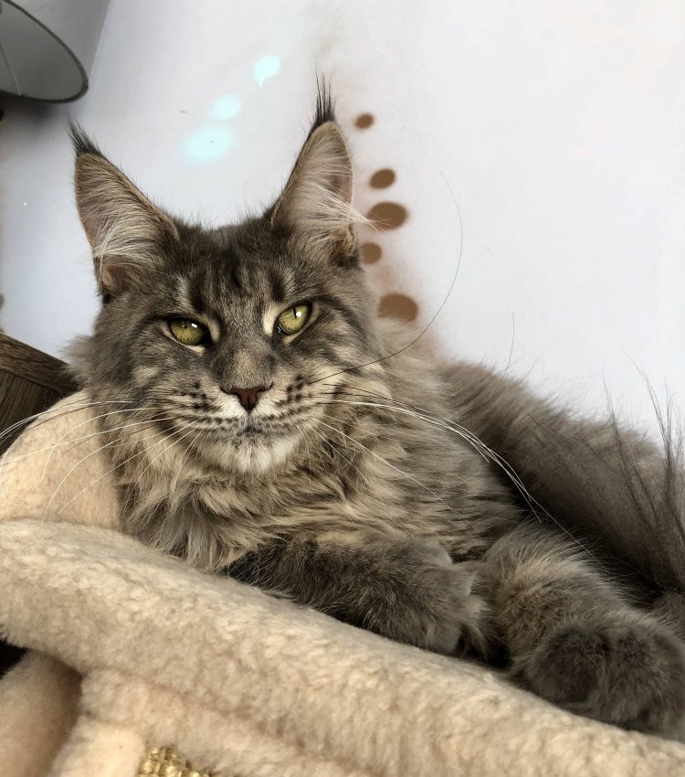 Кошка Мейн кун