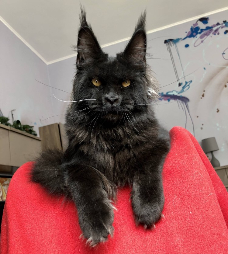 Большой кот Мейн кун